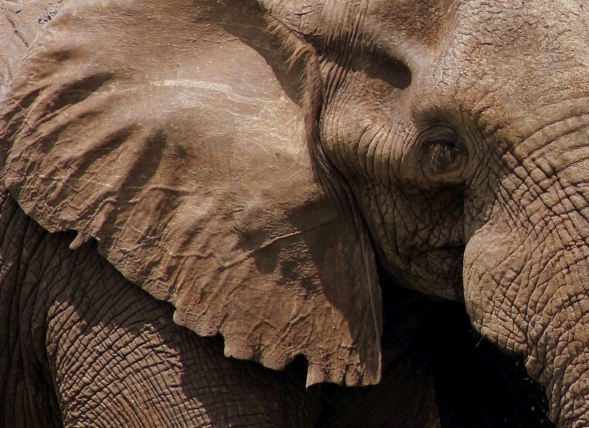 Close-up van een olifant in warm avondlicht in Zuidelijk Afrika